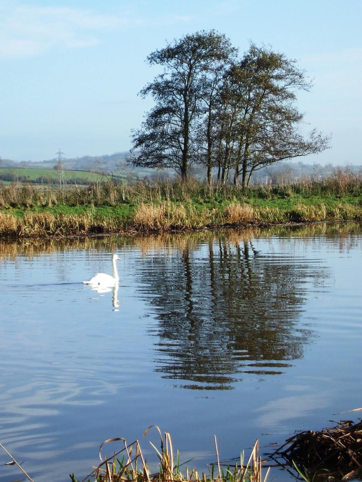 The Bower Inn Bridgwater Eksteriør bilde Swans on the River Wye